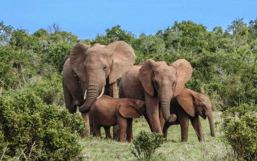Safari im Addo Elephant Park in SÃ¼dafrika: Der Atem stockt