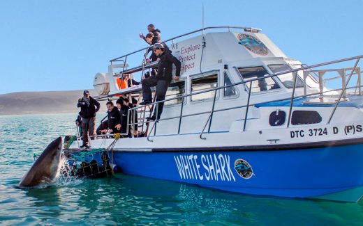 Shark Cage Diving in SÃ¼dafrika: Adrenalin pur