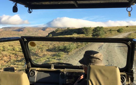 Geparden beobachten im Mountain Zebra Nationalpark