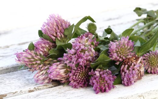 7 essbare KrÃ¤uter, die an jedem Wanderweg wachsen