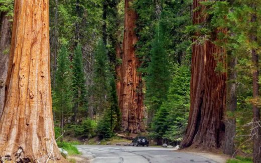 Sequoia-Nationalpark: Gigantische MammutbÃ¤ume