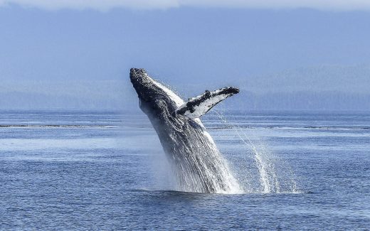 Whale Watching in Hermanus: Die Hauptstadt der Wale