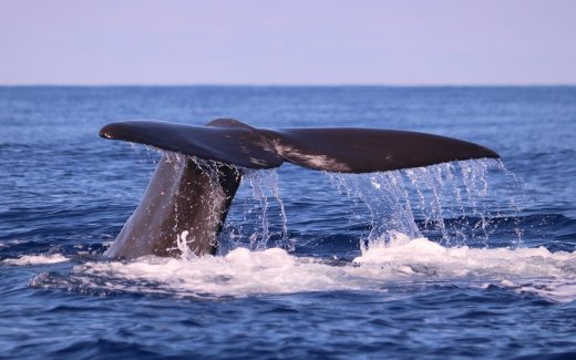 Whale Watching auf Madeira: Lohnt es sich wirklich?