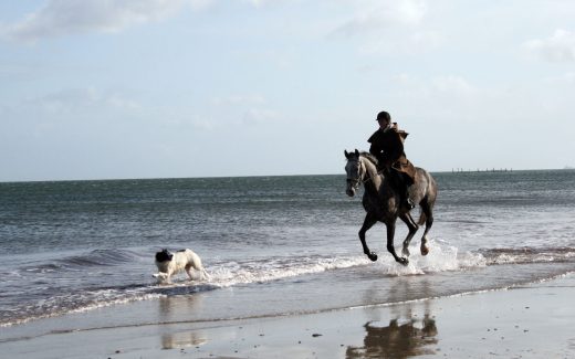 Reiten auf Fehmarn: Am endlosen Ostsee-Strand