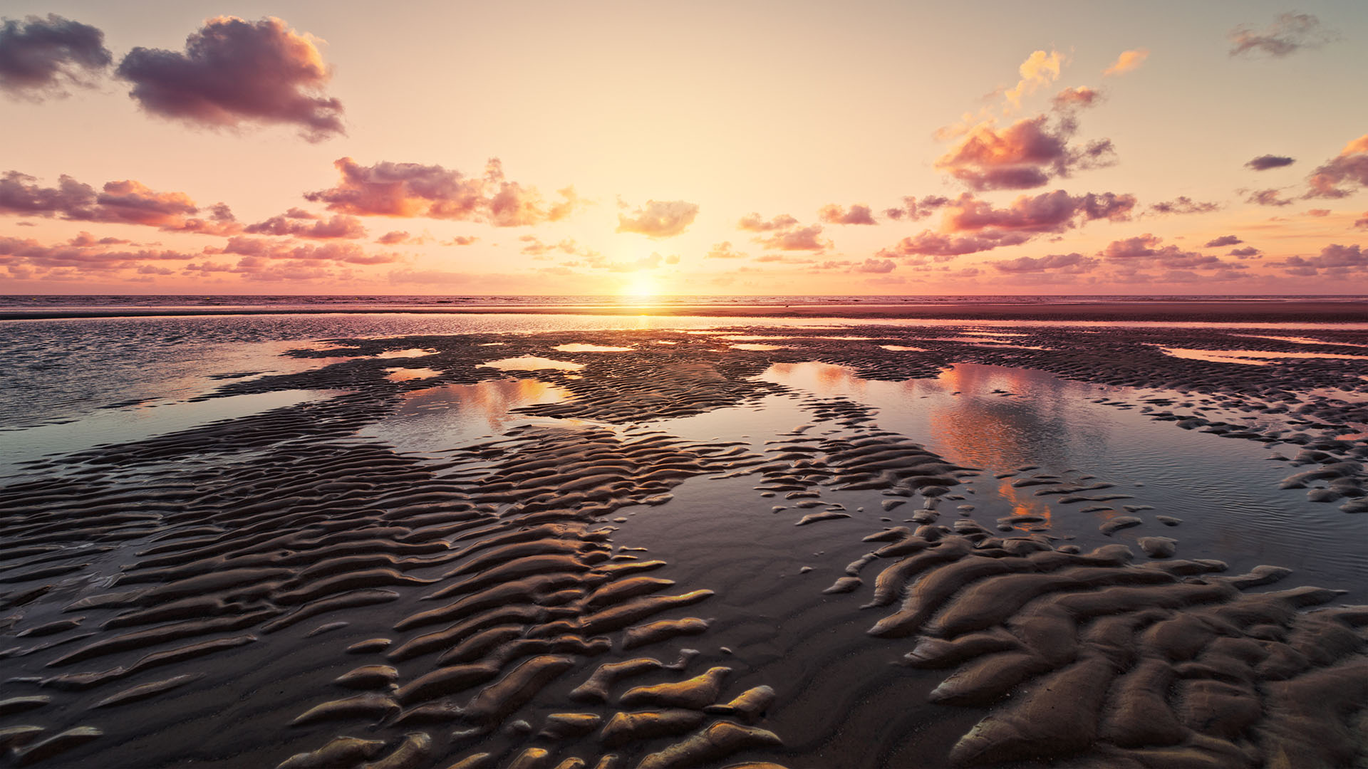 Wattwandern in der Nordsee: Die Small Five entdecken