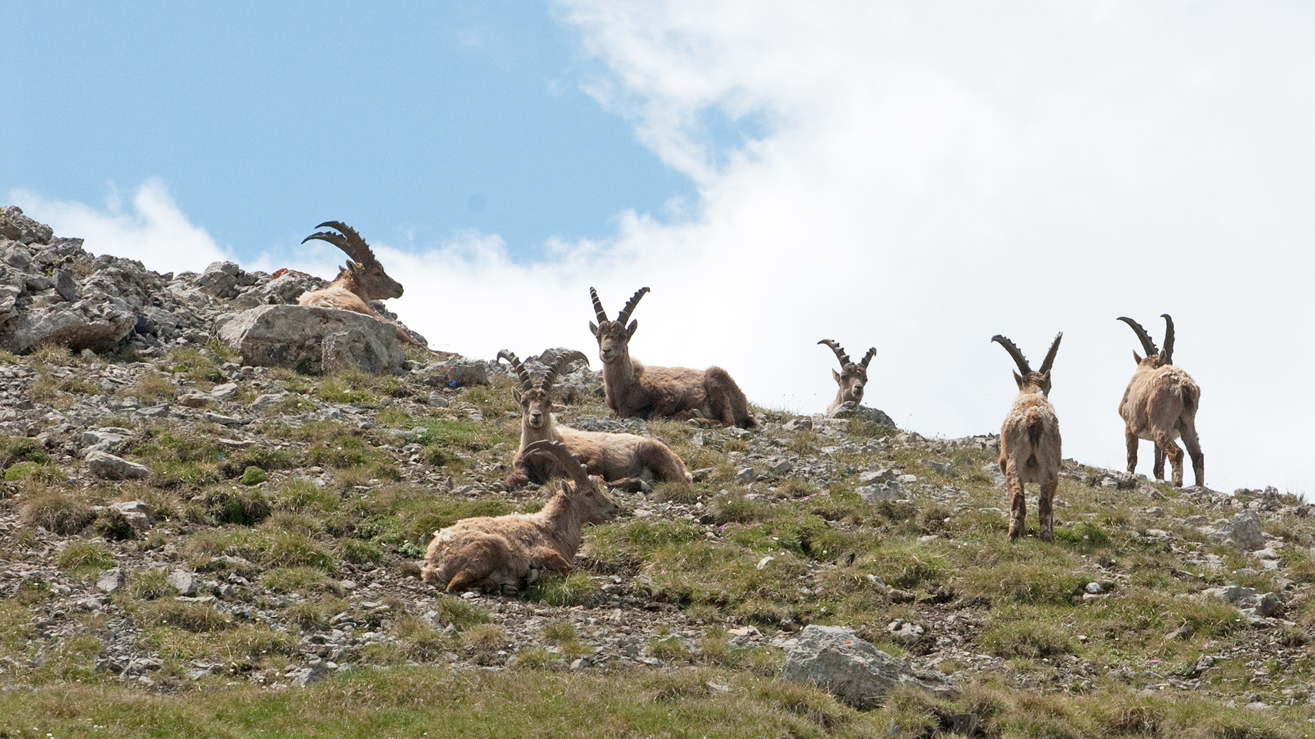 Wildtierbeobachtung im Schweizerischen Nationalpark