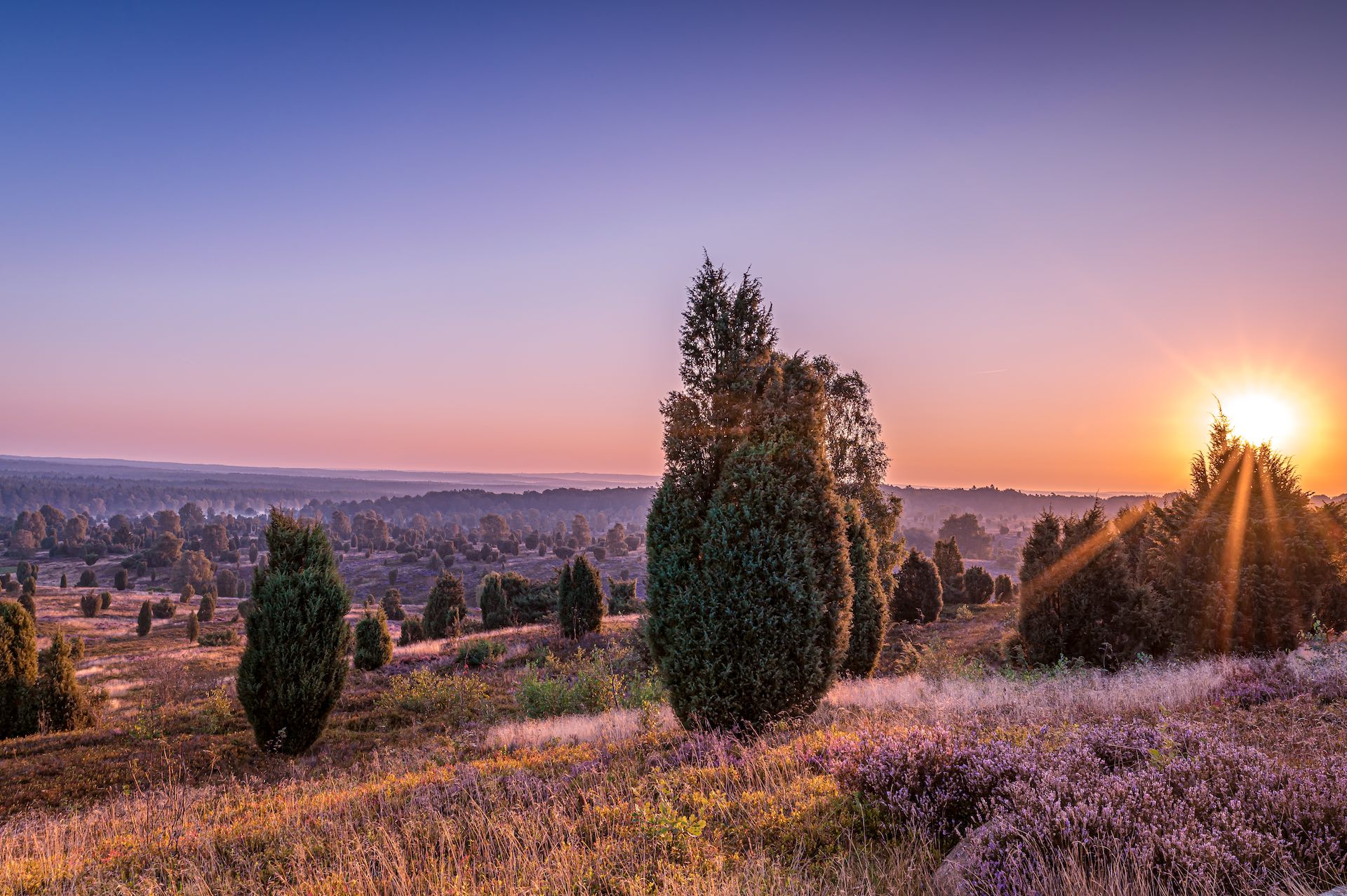 Wilseder Berg: Wanderung ins Herz der LÃ¼neburger Heide