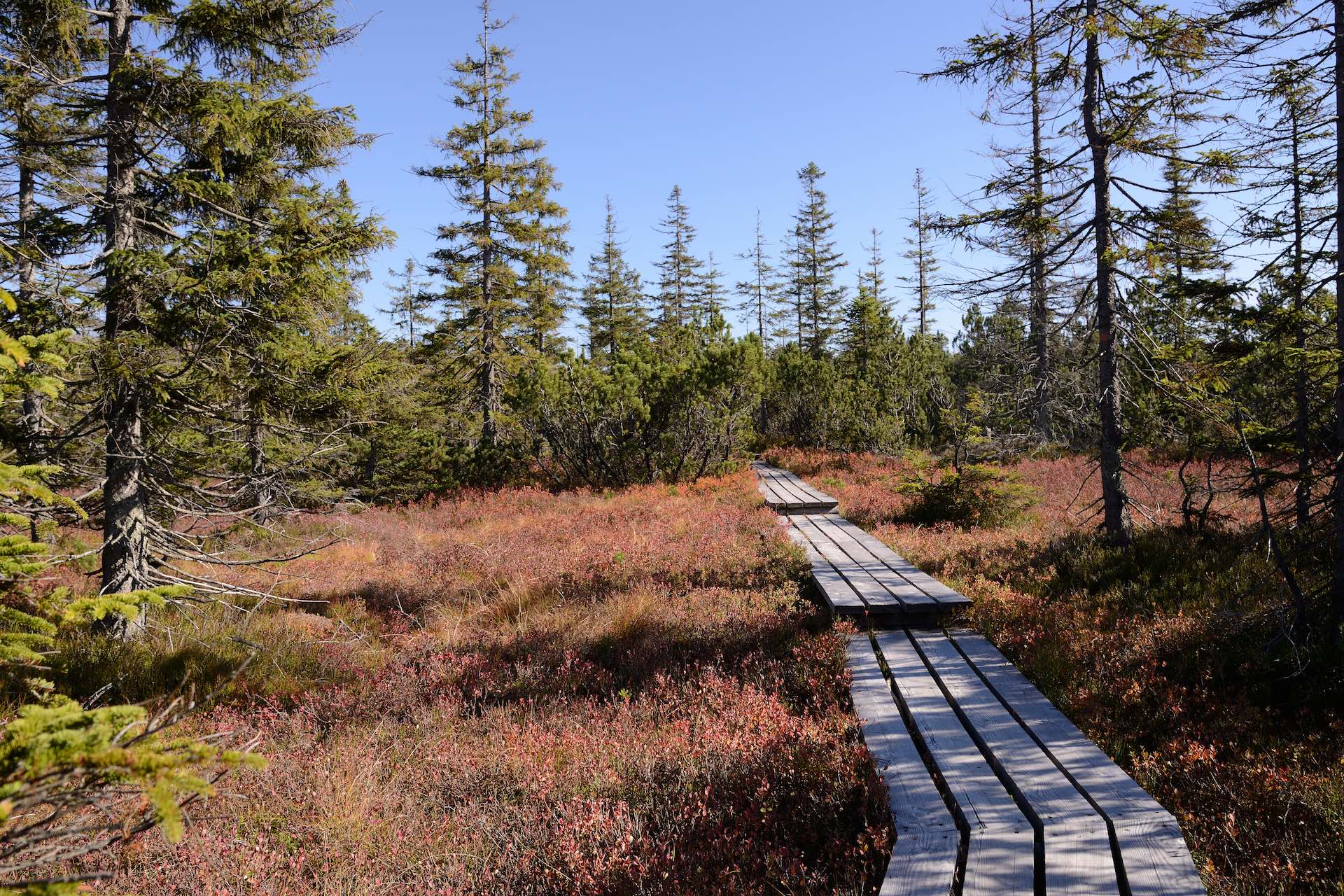Kreuzotter-Rundweg: Moorlandschaft im Bayerischen Wald