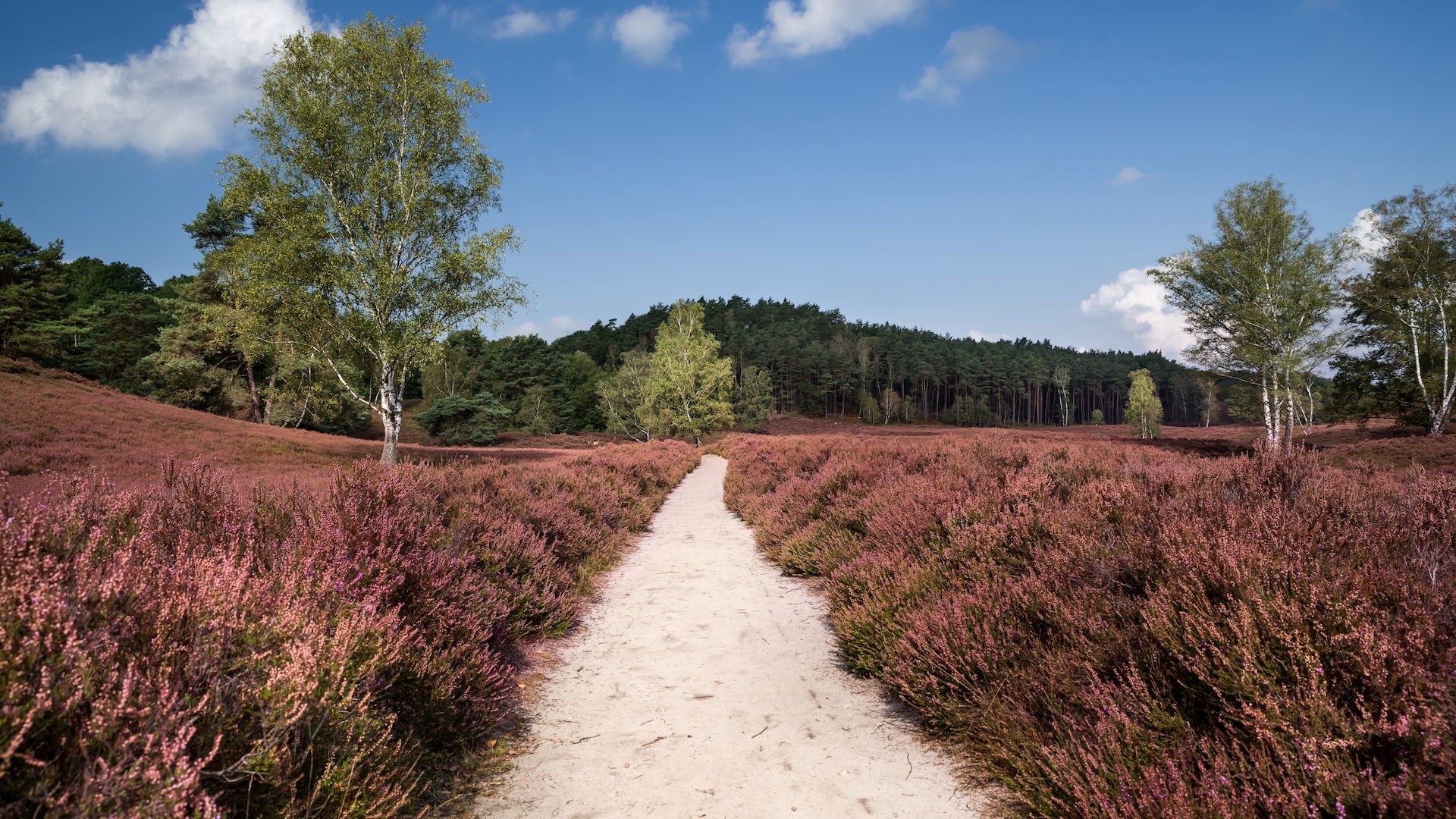 Fischbeker Heide: Wanderung in Hamburgs SÃ¼den