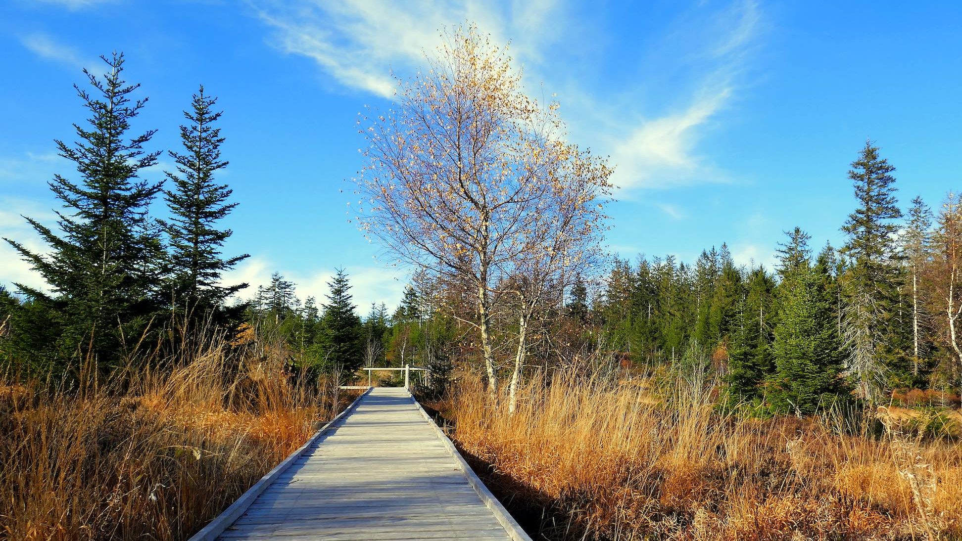 Lotharpfad im Schwarzwald: Spuren des Jahrhundert-Orkans