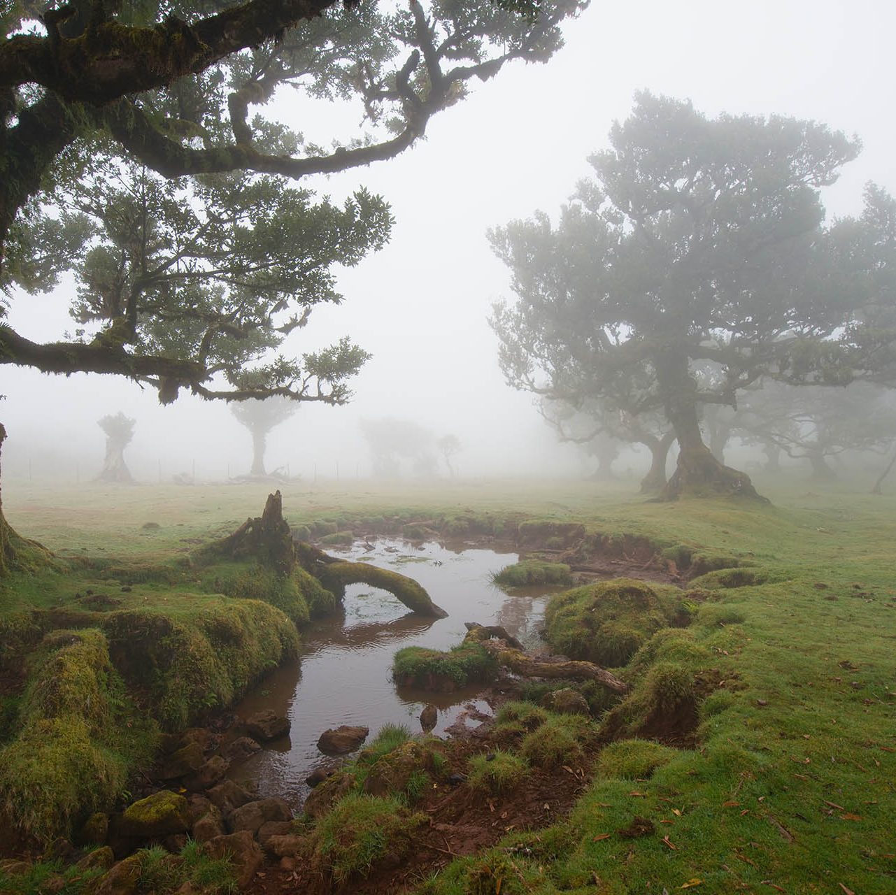 Fanal: Mystischer Feenwald auf Madeira